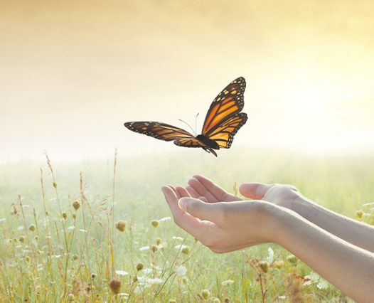 Girl releasing a butterfly over a sunset field